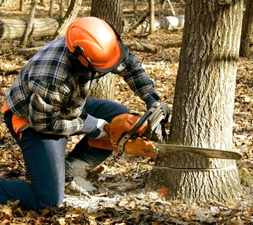 Tree Removal in Sage, AR